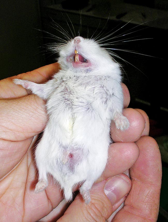 Restraint of a Roborovski hamster to examine the ventrum and incisors.
