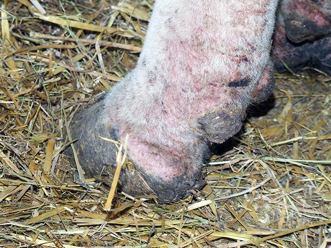 Figure 2. Chorioptic (heel) mange.