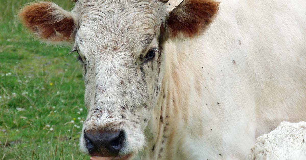 Figure 1. Chillingham cow with face flies.