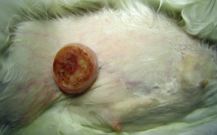 Figure 1. Mammary neoplasia are frequently reported in female rabbits.