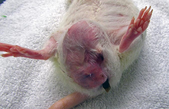 Rats have six pairs of mammary glands. The mammary tissue has an impressive extension from the neck to the inguinal region. These pictures show three different pet rats with mammary neoplasia developed along different body sections from the neck to the inguinal area.