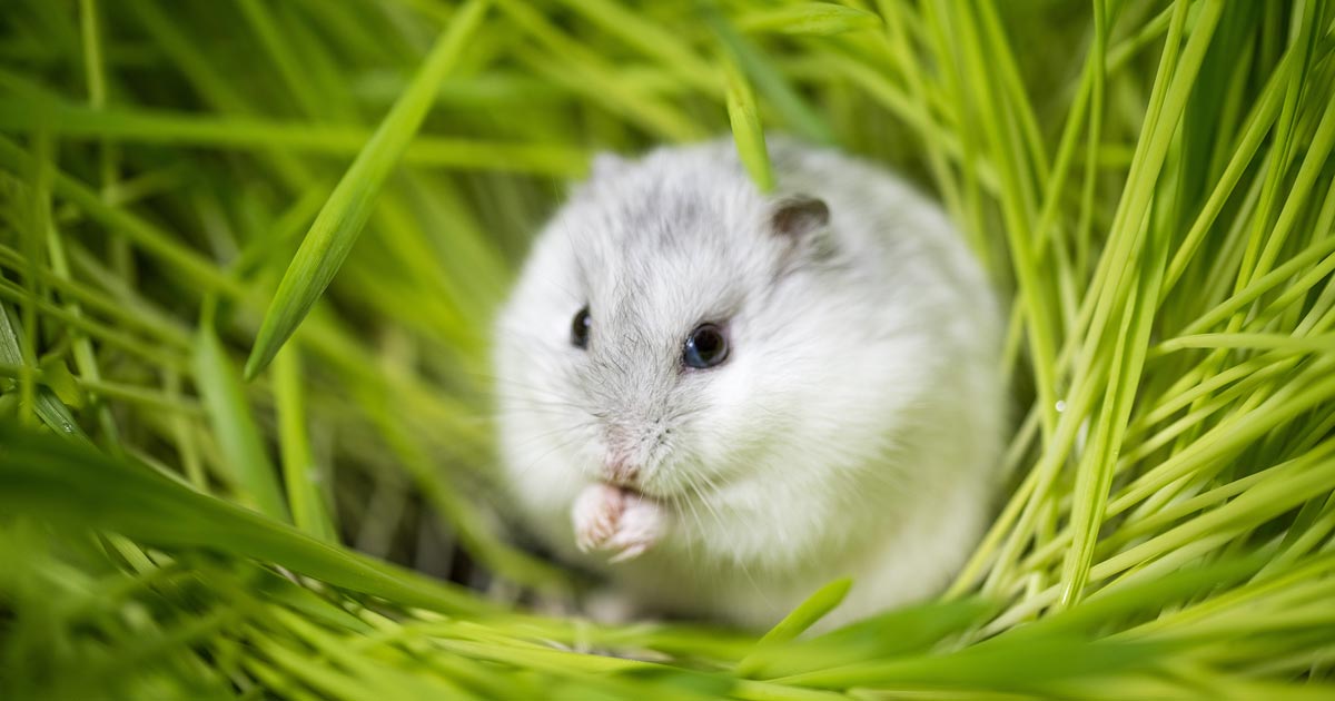 A Djungarian hamster. IMAGE: Fotolia/Piotrma.