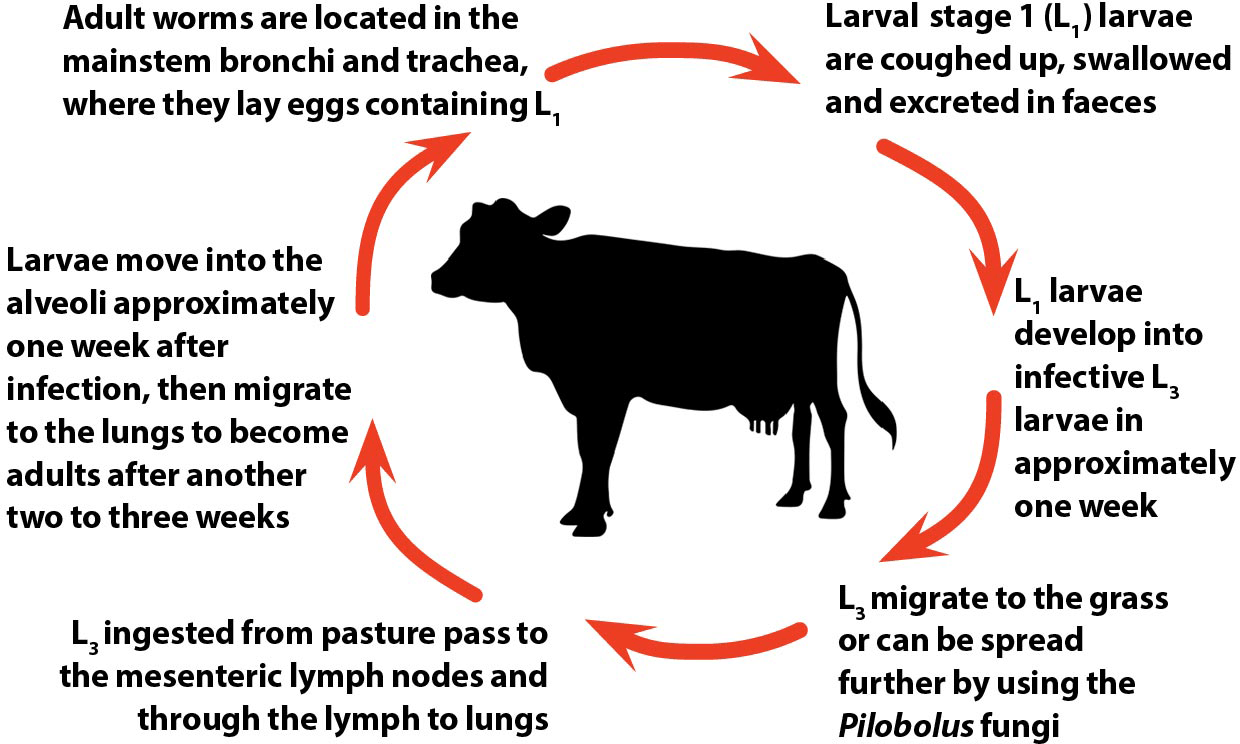 Figure 2. Diagram showing the life cycle of the nematode Dictyocaulus viviparous.