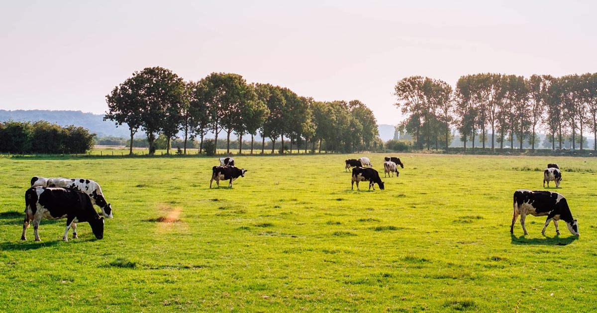 Cattle in a field