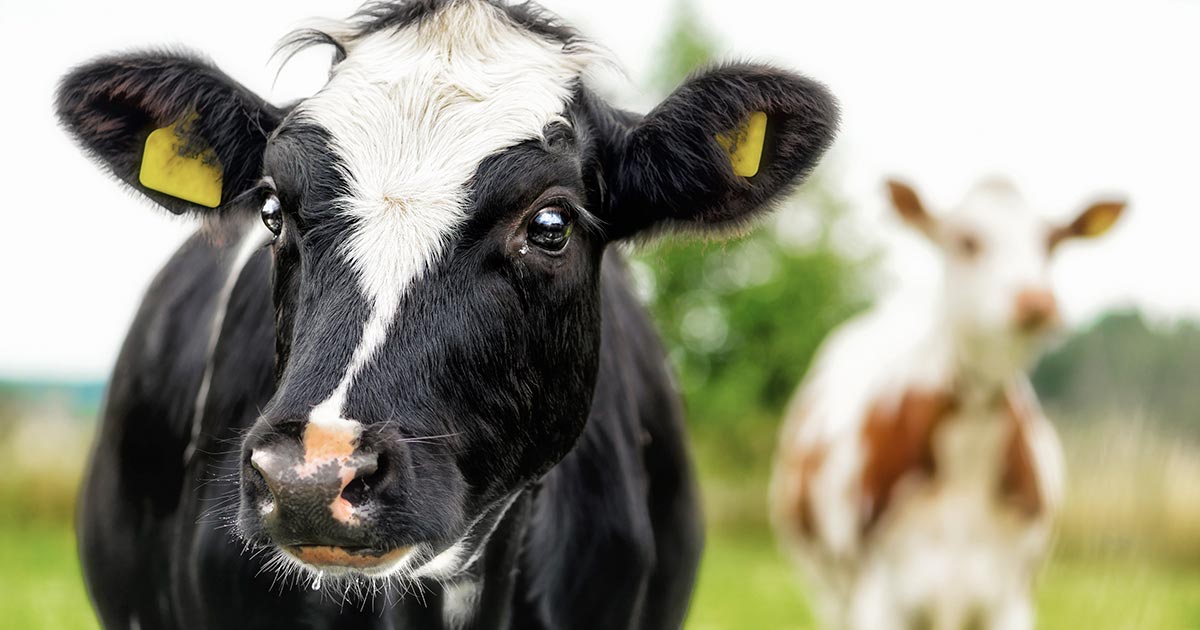 Cattle Image © stefanholm / Adobe Stock