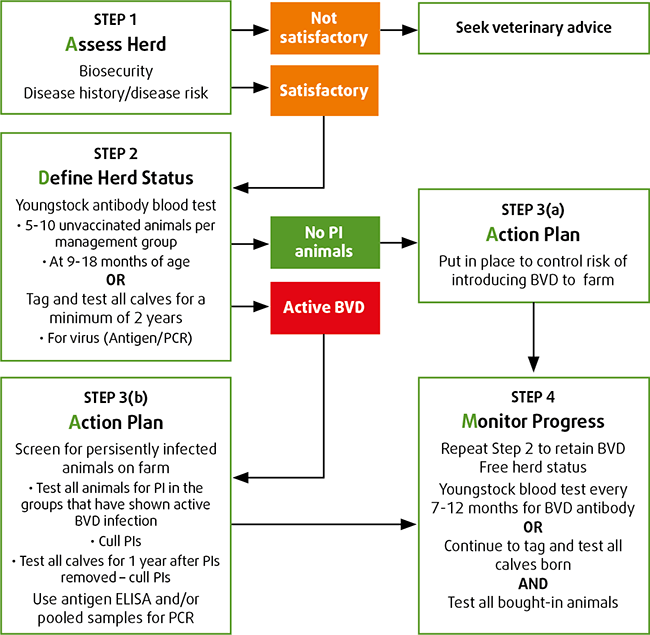 Figure 4. Bovine viral diarrhoea elimination using “ADAM” (explained below). 