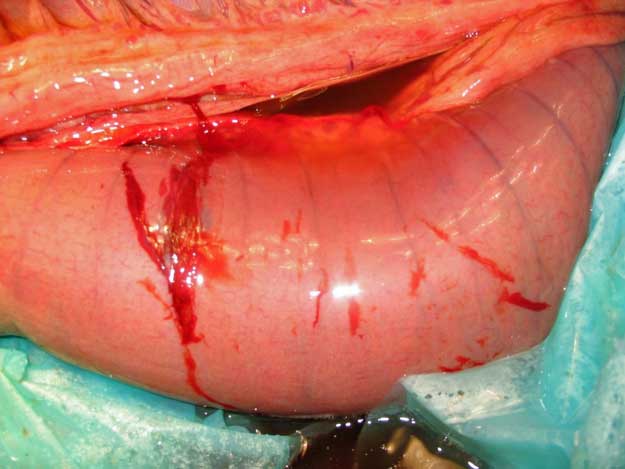 Figure 6. This is a rare, but much more serious penetration of the intestines with a cannula. Healthy gut will heal quickly, but not if compromised.Image: Dylan Gorvy