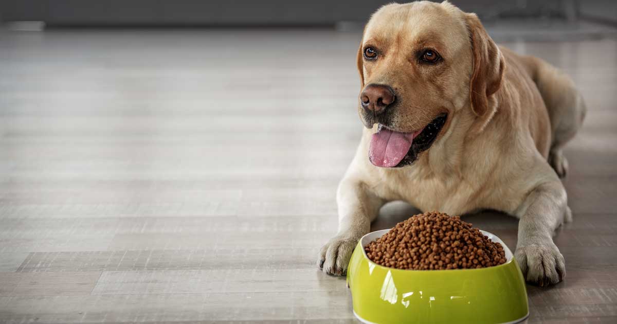 dog and bowl of food Image: © Yakobchuk Olena / Adobe Stock