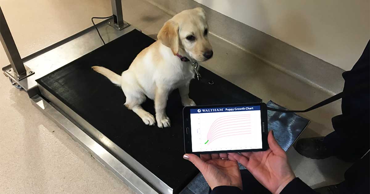 Figure 1. Use of evidence-based growth chart in a Labrador retriever puppy.