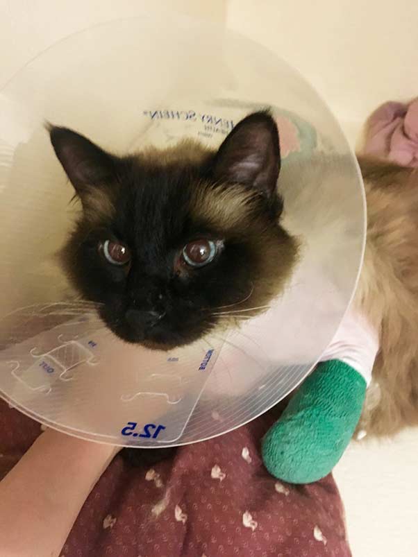 Figure 4. Photograph of a cat following surgery to treat medial humeral epicondylitis with both an e-collar and a carpal flexion bandage in place to protect the repair.