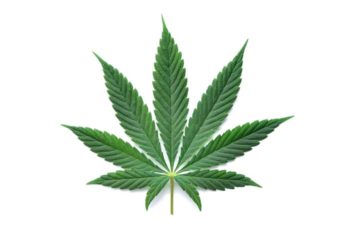 cannabis cannabidol Image: © Oleksandrum / Adobe Stock