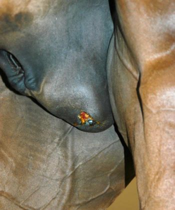 Figure 1. Typical swelling and discharge associated with post-castration infection. Image: M H Hillyer FRCVS