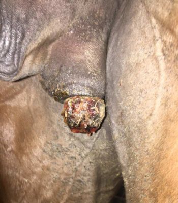 Figure 2. Appearance of post-castration protruding chronic granulomatous infection, or scirrhous cord. Image: MH Hillyer FRCVS
