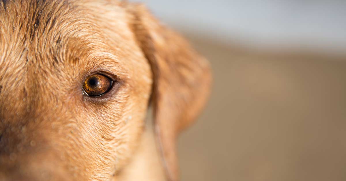 dog close up lab Image: © teamjackson / Adobe Stock