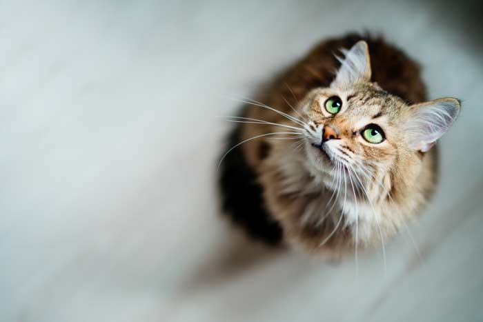 cat looking up Image: © Uzhursky / Adobe Stock