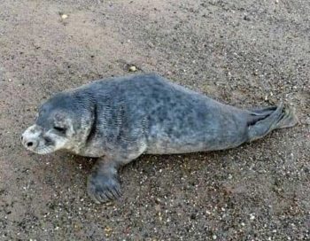 Figure 1. The grey seal on the beach with the abnormal lump visible in the thoracolumbar region.