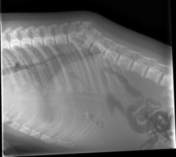Figure 3. Lateral radiograph of the thoracolumbar region of the seal. The thoracolumbar area seems to have an extra vertebrae causing a kinking of the spinal cord in that location and is responsible for the “hunched back” appearance.
