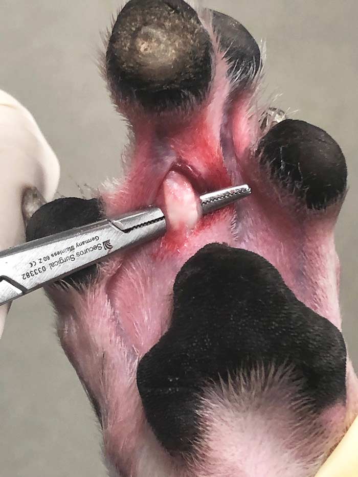 Figure 2. Exposure of the digital flexor tendon sheath undermined with artery forceps on the palmar aspect of the foot.