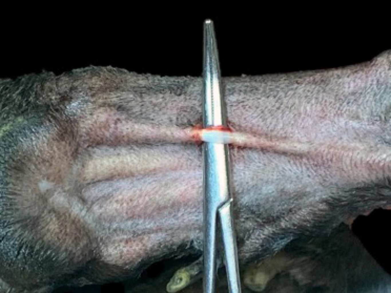 Figure 3. The superficial digital flexor tenotomy. The superficial flexor tendon has been identified and undermined by forceps. The tendon is then transected. Palmar aspect of the metacarpus, right thoracic limb.