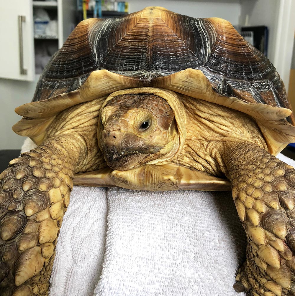 Figure 1. The female African spurred tortoise (Centrochelys sulcata).