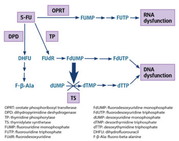Figure 1. Metabolism pathway of 5-fluorouracil.