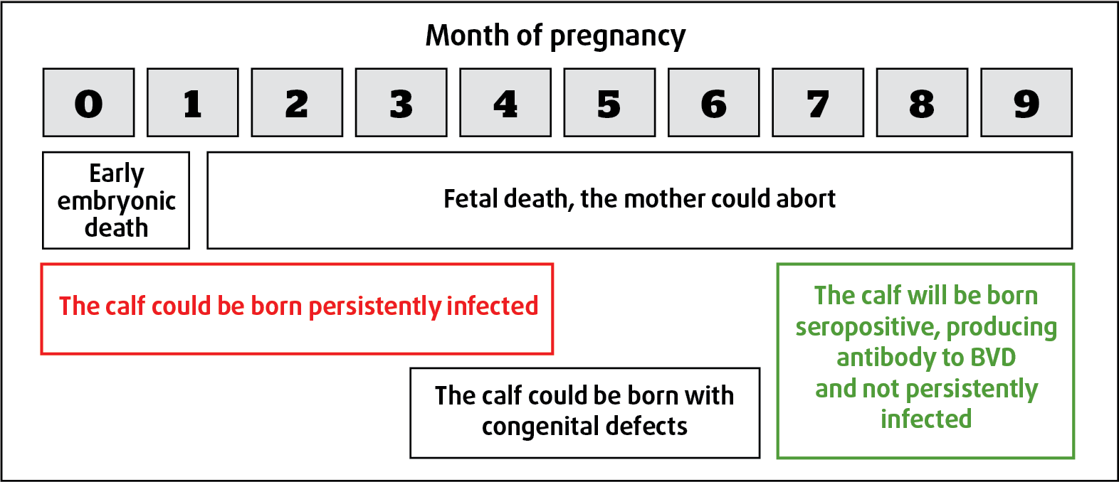 Figure 1. Outcomes from timing of BVD infection in the pregnant dam.