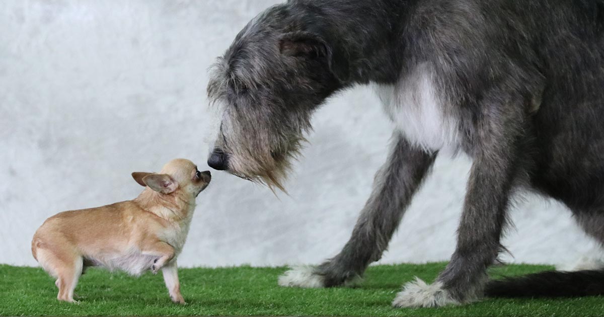 Why Small Dogs Are Better Than Big Dogs