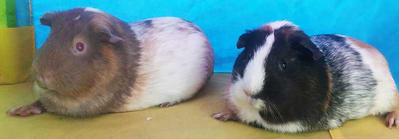 Guinea pigs