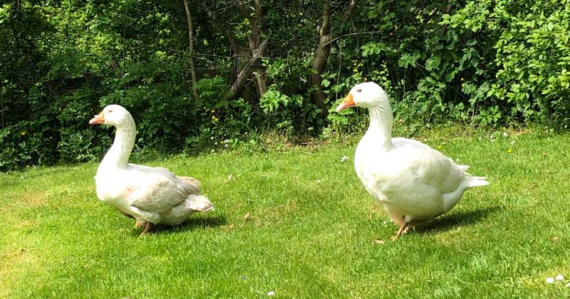 Dougal (left)