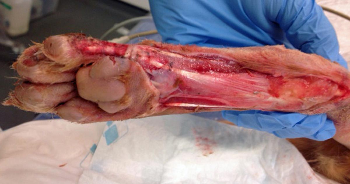 Figure 1. Degloving injury to the distal limb of a dog with exposure of underlying tendons and ligaments.