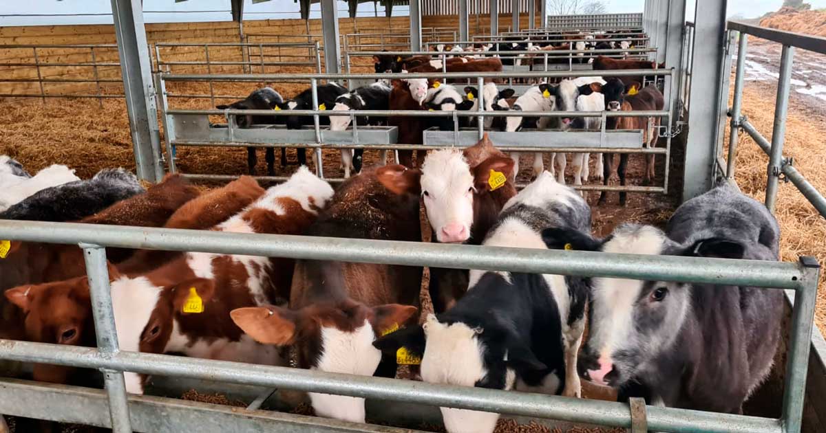 cattle cows pens