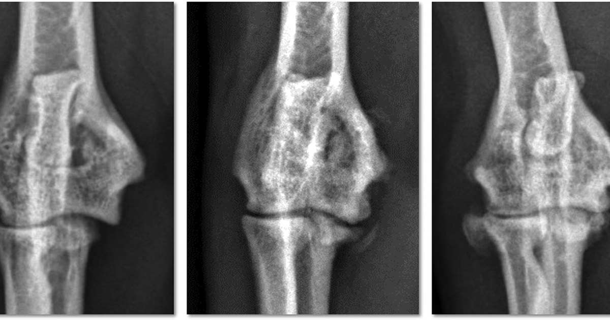 Figure 1. Craniocaudal views of the elbow of three cats, all diagnosed and treated for medial humeral epicondylitis. Left: radiograph of a cat in the earliest stages of the condition with minimal radiographic change; the definitive diagnosis was made via ultrasound. Centre: radiograph of a mild, chronic case with rounding and irregularity of the medial humeral condyle. Right: radiograph of a moderate-to-severe chronic case with bony spur formation over the medial humeral condyle.