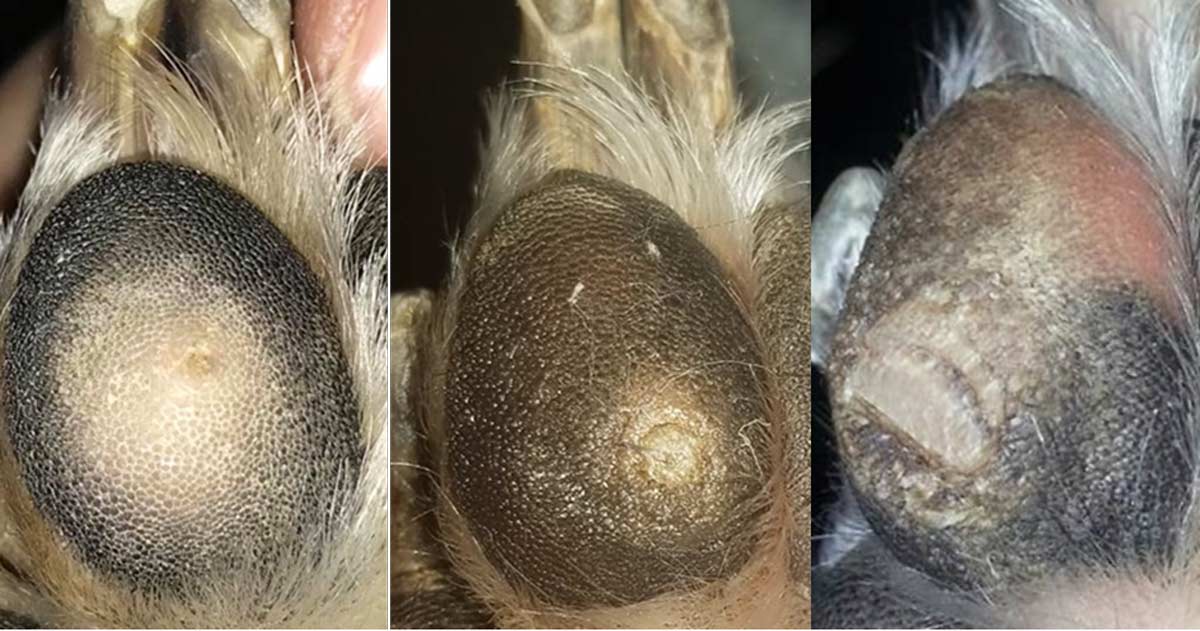 Figure 1. Digital pad corns. Note the variety of appearances from almost not visible on the left to deforming the pad on the right. In cases where a corn is suspected, but not easily seen, the pad can be wetted, which often allows better visualisation.