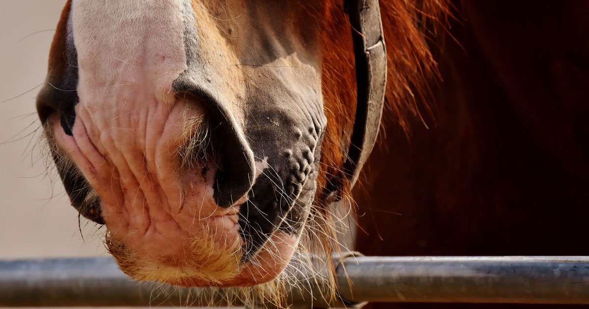 horse equine respiratory
