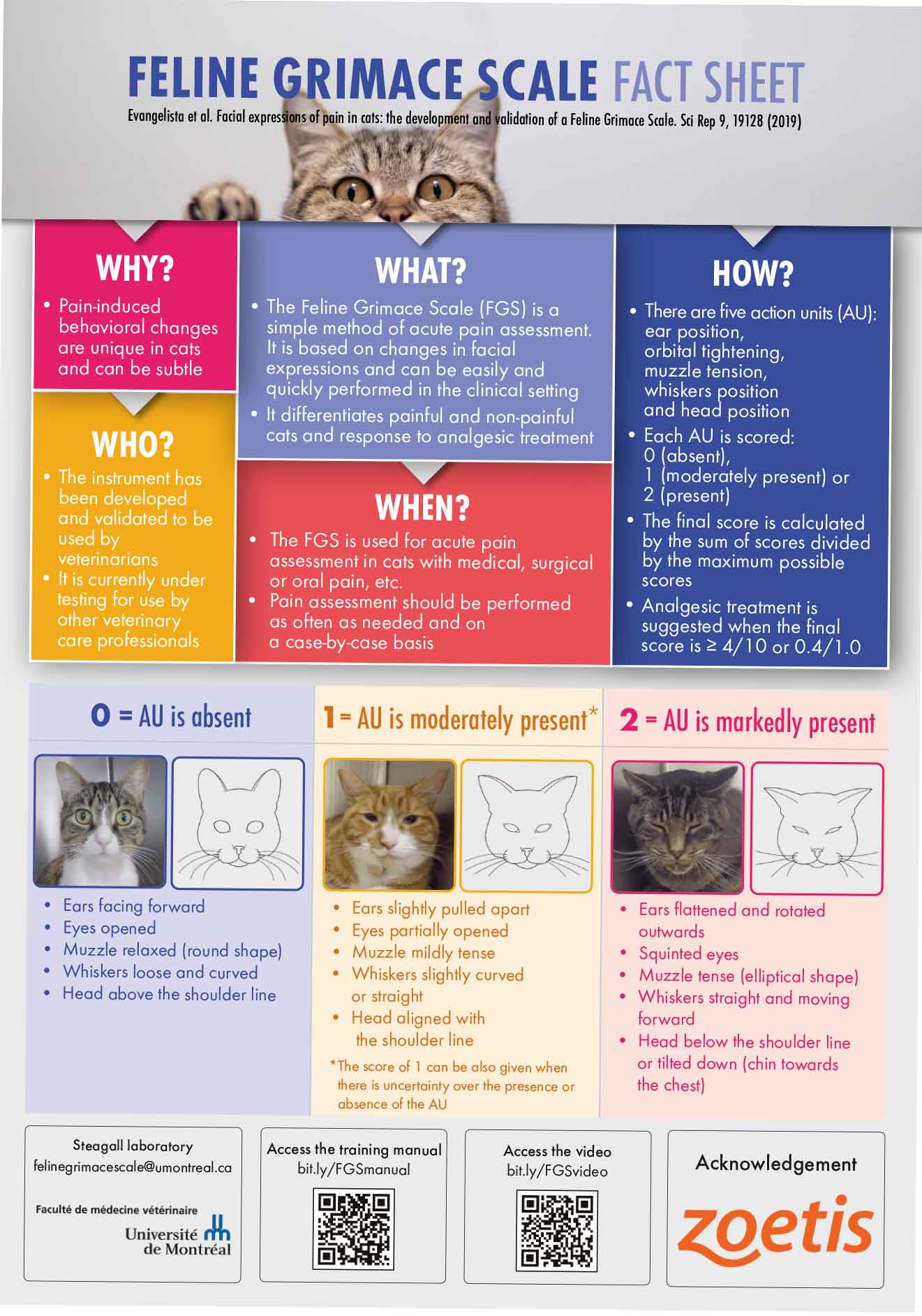 Figure 1. The Feline Grimace Scale fact sheet. To download a copy, visit https://bit.ly/3fWakGv