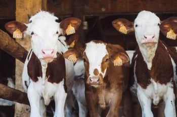 Figure 2. Calves are less stressed when they are kept with a familiar peer.