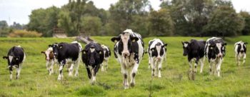 Figure 3. One is good, but four peer cows are even more effective at reducing stress. Image: © Rokfeler / Adobe Stock