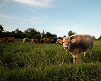 Figure 4. Cows are highly motivated to be reunited with their peers.