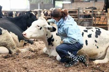 Figure 1. Gentle handling and positive touch can reduce stress in cattle and make interactions safer.