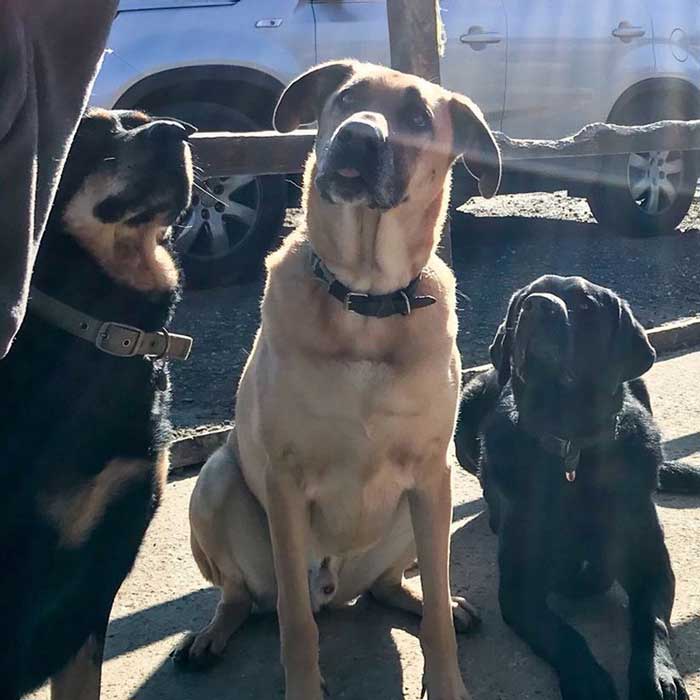 Blood donor dogs