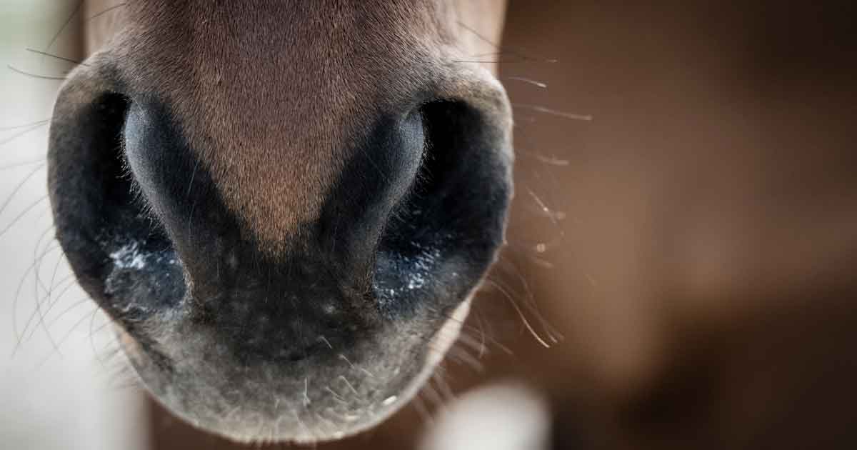 horse respiratory close up asthma