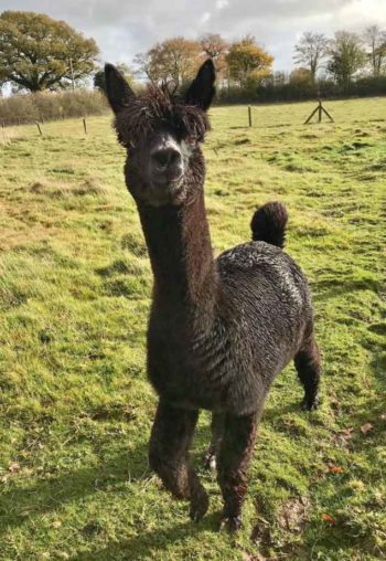 Geronimo the alpaca.