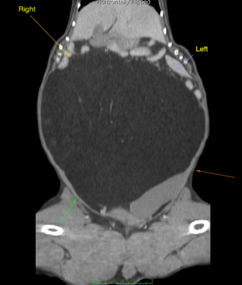 A CT scan showing the growth of fat in Sparky’s abdomen.