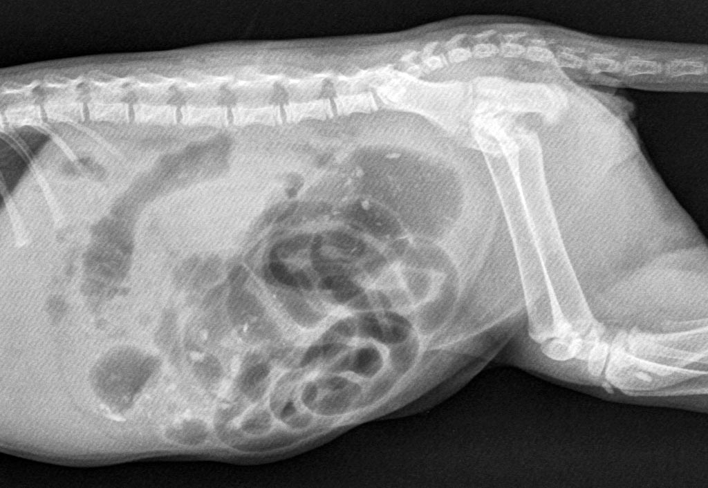 Toulouse's bowels showing they were getting full.