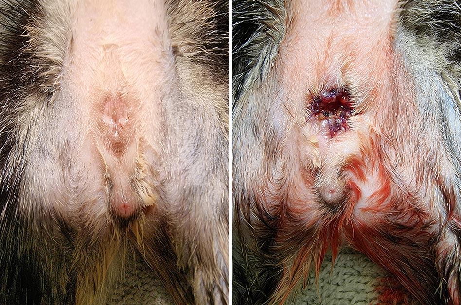 Toulouse pre-operation (left) and post-operation.