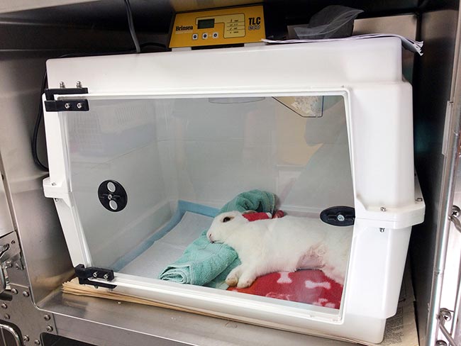 Figure 6. An incubator can be used to prevent postoperative hypothermia.
