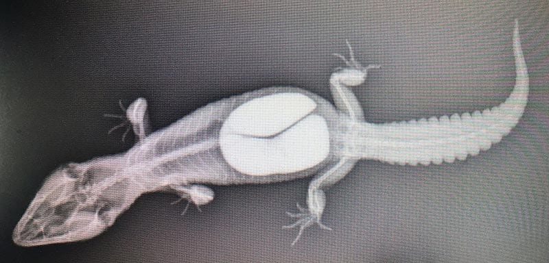 Figure 2. A dorsoventral radiograph ascertained the extent and density of the coelomic mass.