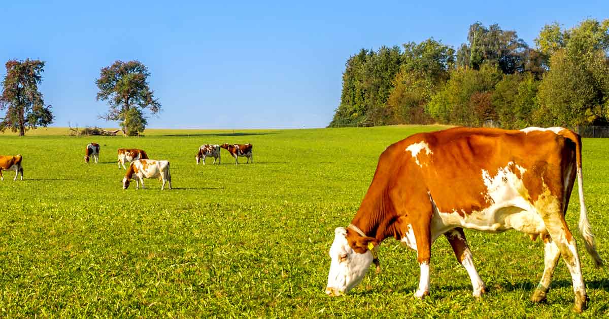 Image © Sina Ettmer / Adobe Stock cattle cows in field