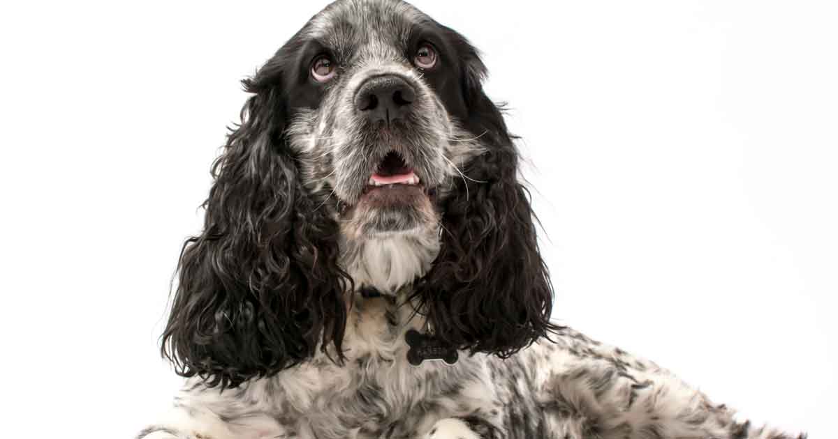 Image: Life in Pixels / Adobe Stock spaniel