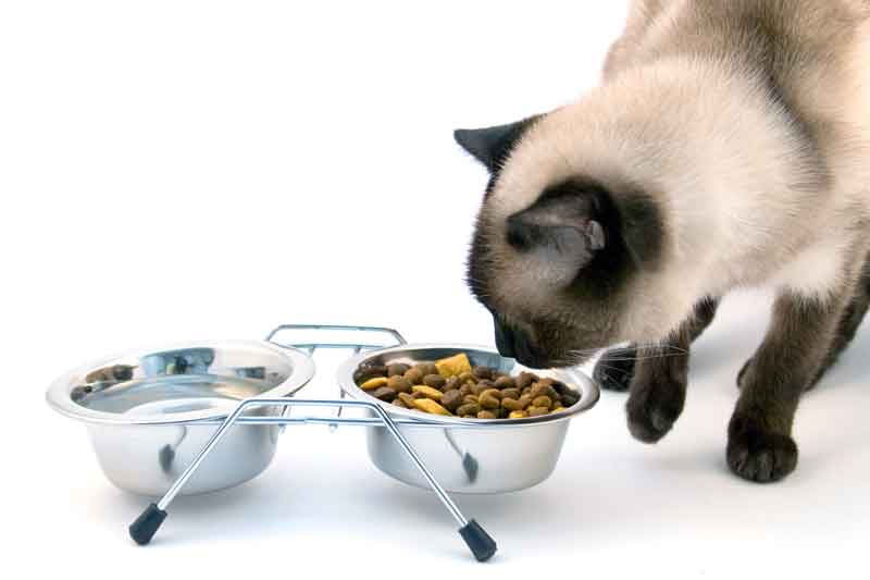 Image: Elena Blokhina / Adobe Stock cat food eating bowl